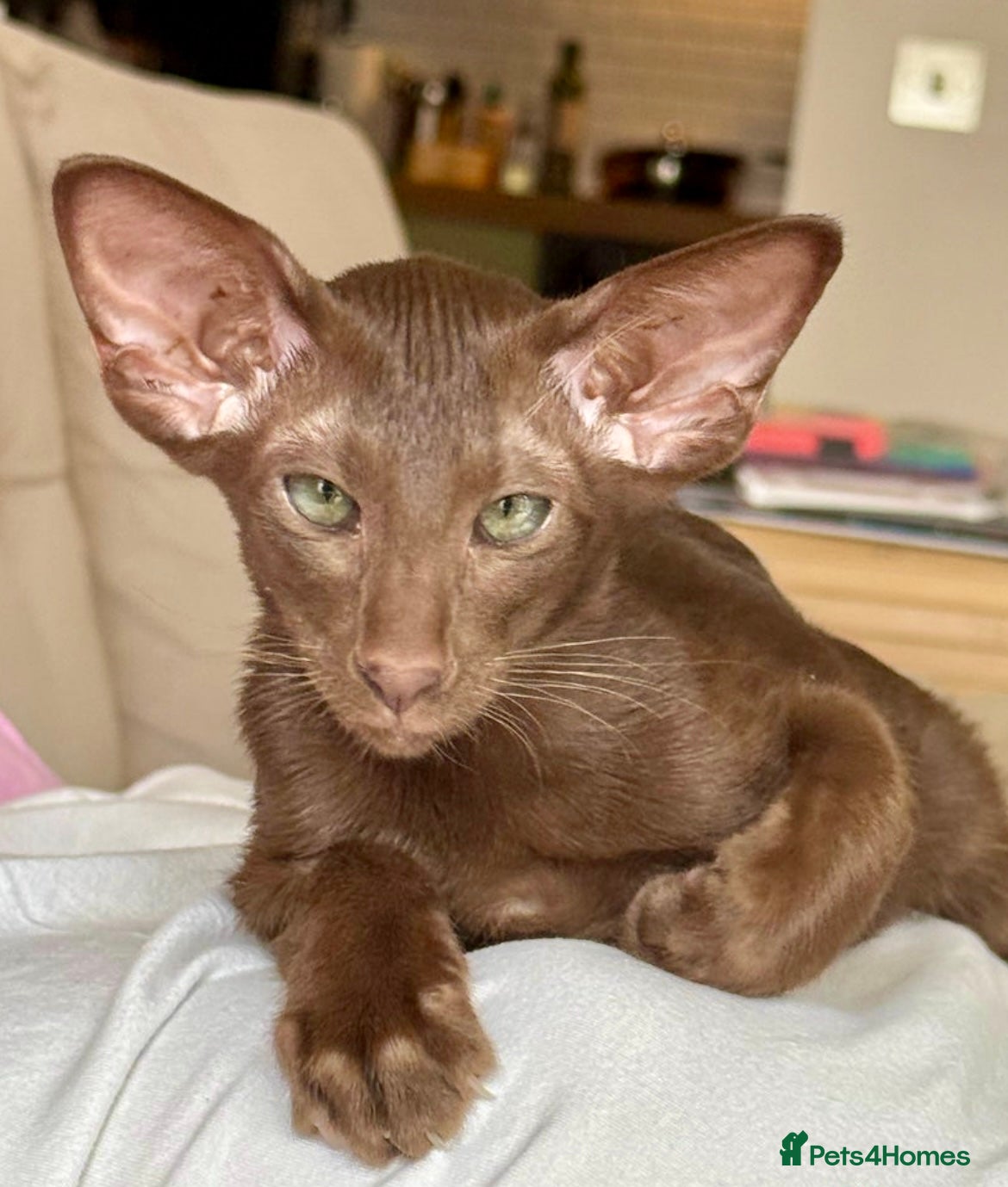 Oriental cats for sale: Supreme pedigree GCCF registered oriental kittens - Advert 14