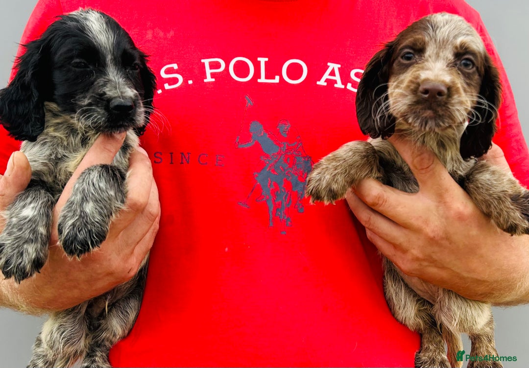 Cocker Spaniel dogs for sale: Beautiful litter of cocker spaniels - Image 8