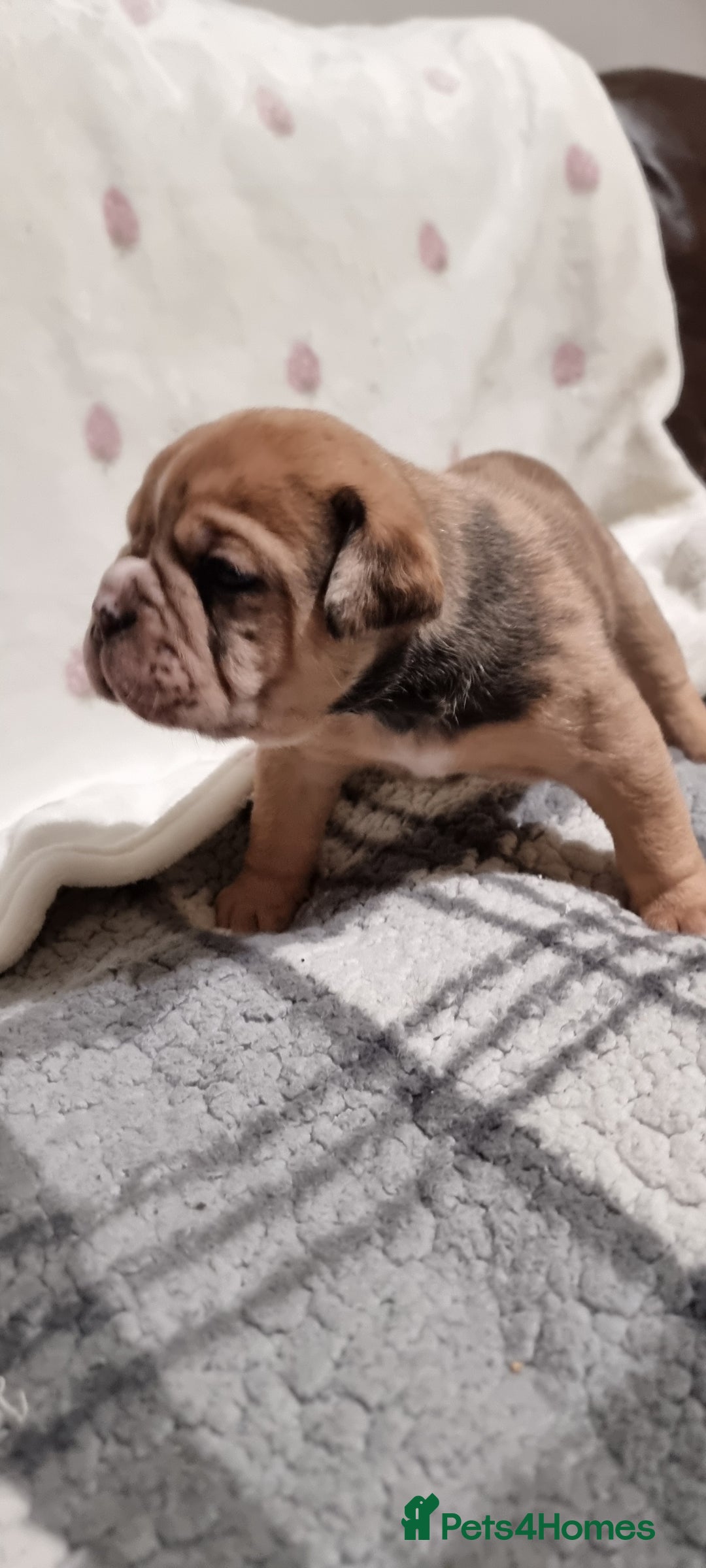 Olde English Bulldogge dogs for sale: Olde English bulldogge puppys - Advert 7