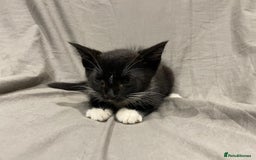 Mixed Breed cats for sale: Kittens for sale  - Image 15