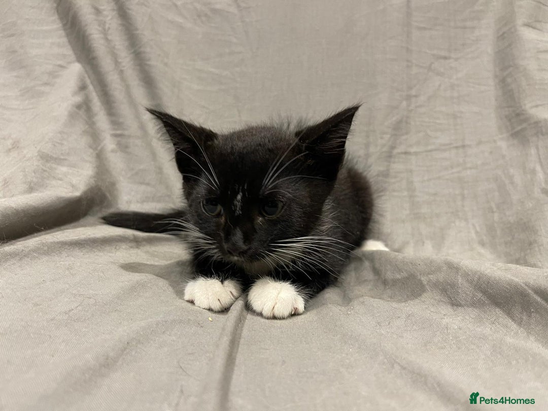 Mixed Breed cats for sale: Kittens for sale  - Image 15