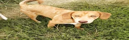 Mixed Breed dogs for adoption: 💙PRINCE💙 7 mo old affectionate small puppy boy in Coventry - Advert 11