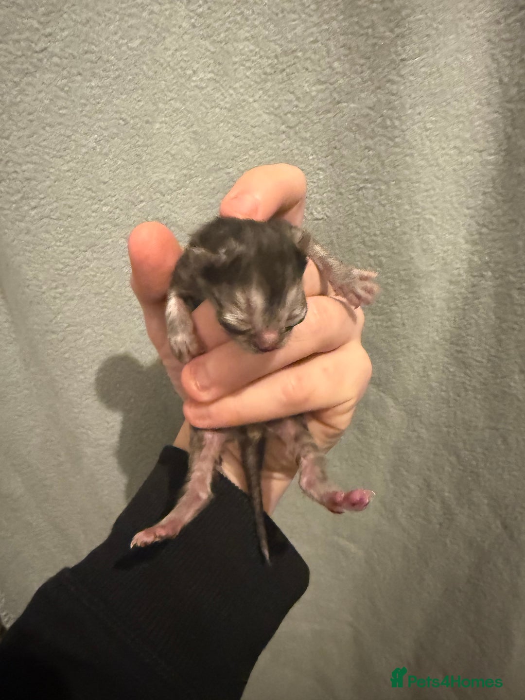 Mixed Breed cats for sale: Mainecoon cross kittens 3 boys remaingng  - Advert 5