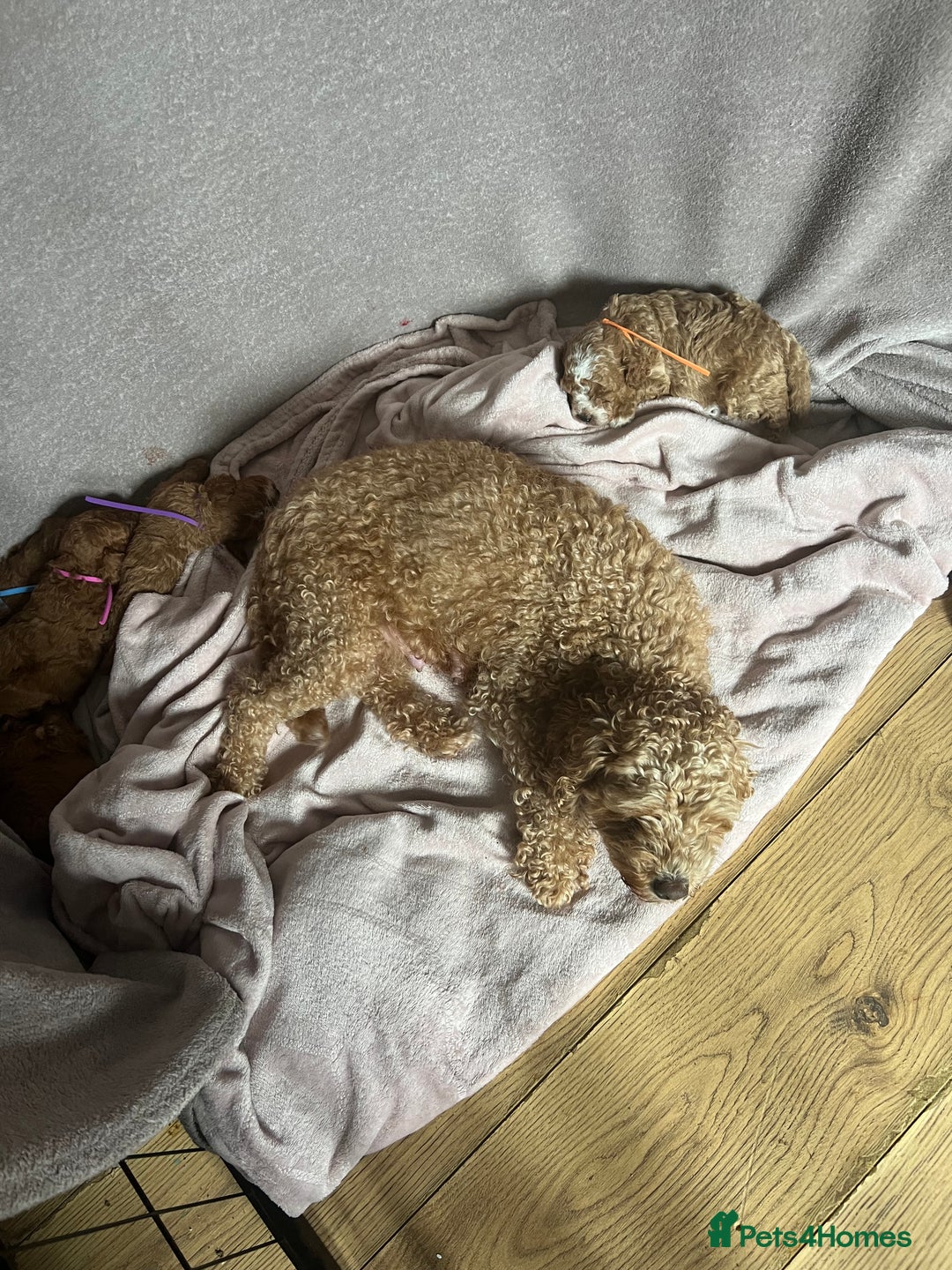 Cavapoo dogs for sale: F1B cavapoos  - Image 6
