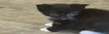 Tuxedo Kitten