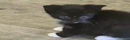 Domestic Shorthair cats for sale: 9 week old kittens for sale in London - Advert 4