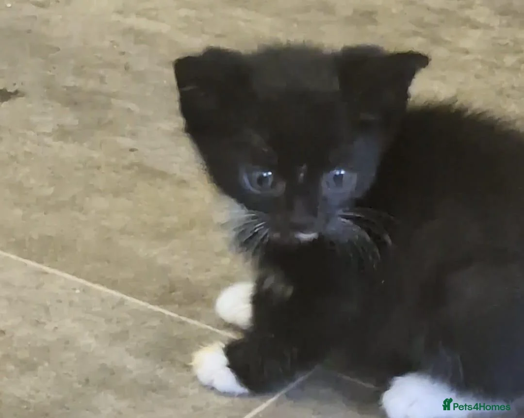 Domestic Shorthair cats for sale: 9 week old kittens for sale in London - Advert 4