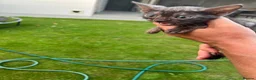 Bengal cats for sale: Bengal boy - Advert 3