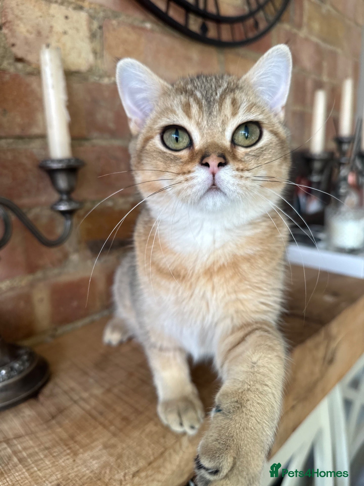 British Shorthair cats BSH Golden shaded kittens, pure breed! Ready now - Advert 1