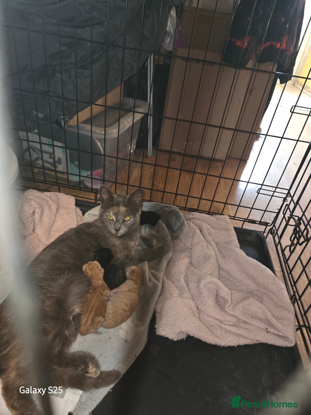 Domestic Shorthair cats for sale: 4 kittens for sale. - Image 3