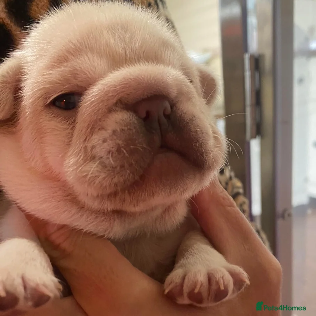 French Bulldog dogs for stud: Blue and tan quad merle in Sheffield - Advert 28