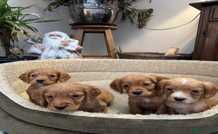 Cocker Spaniel dogs Outstanding cocker spaniels - Advert 2