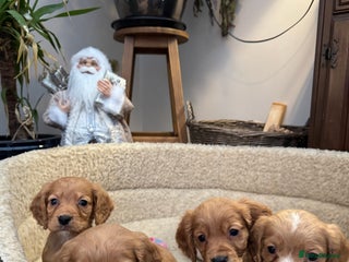 Cocker Spaniel dogs Outstanding cocker spaniels - Advert 3