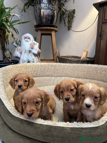 Cocker Spaniel dogs Outstanding cocker spaniels - Advert 9