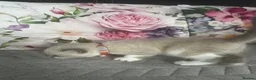Scottish Fold cats for sale: Scottish fold and British shorthair kittens in Slough - Advert 27
