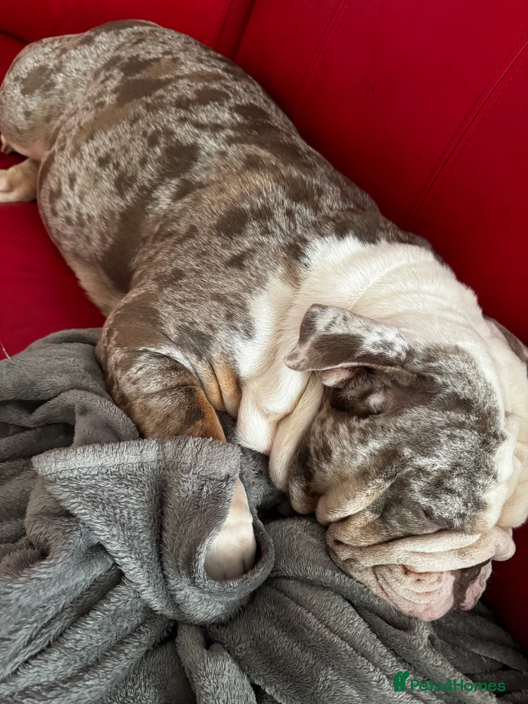 English Bulldog dogs for sale: 3 beautiful English bull dogs - Advert 9