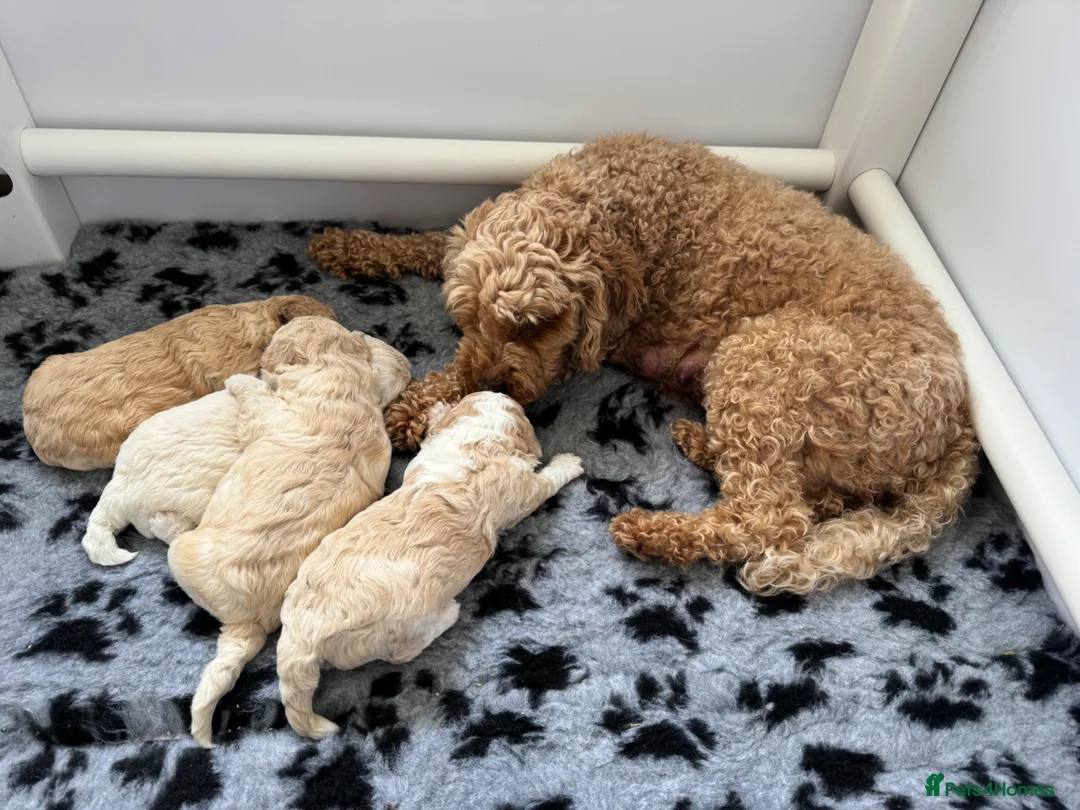 Cavapoochon dogs for sale: Cavapoochon puppies - beautiful colours - Advert 1