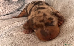 Miniature Dachshund dogs for sale: 🐾 miniature Dachshund females for sale🐾 - Image 2