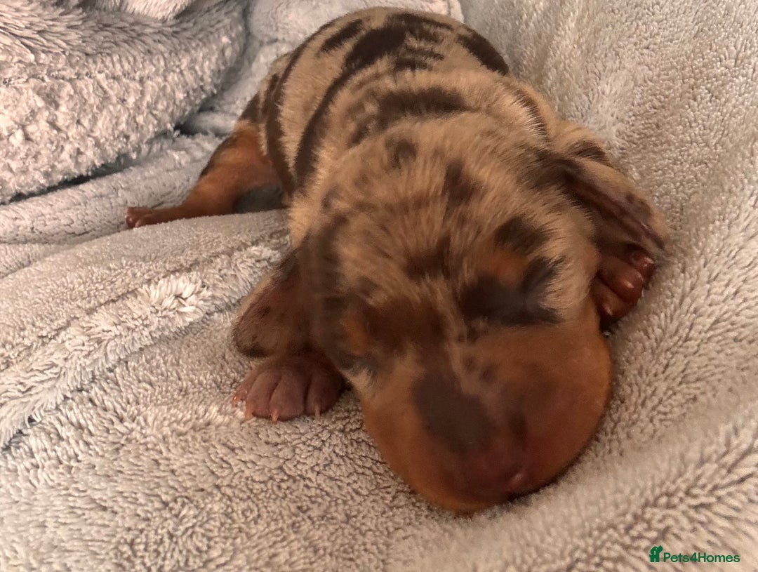 Miniature Dachshund dogs for sale: 🐾 miniature Dachshund females for sale🐾 - Image 2