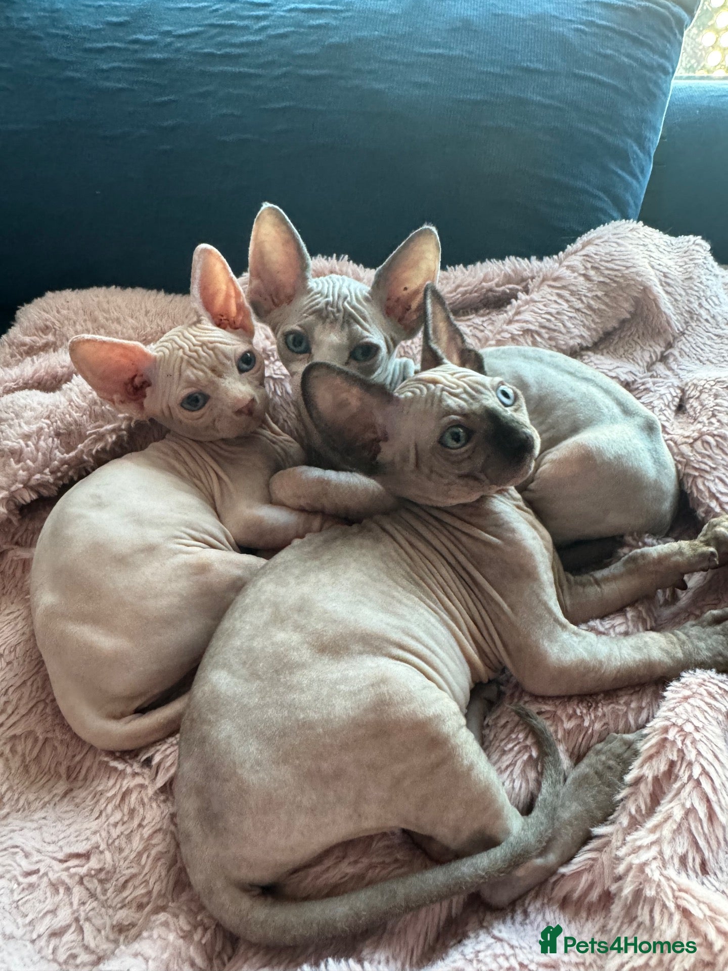 Sphynx cats LAST ONES LEFT !!  - Advert 11