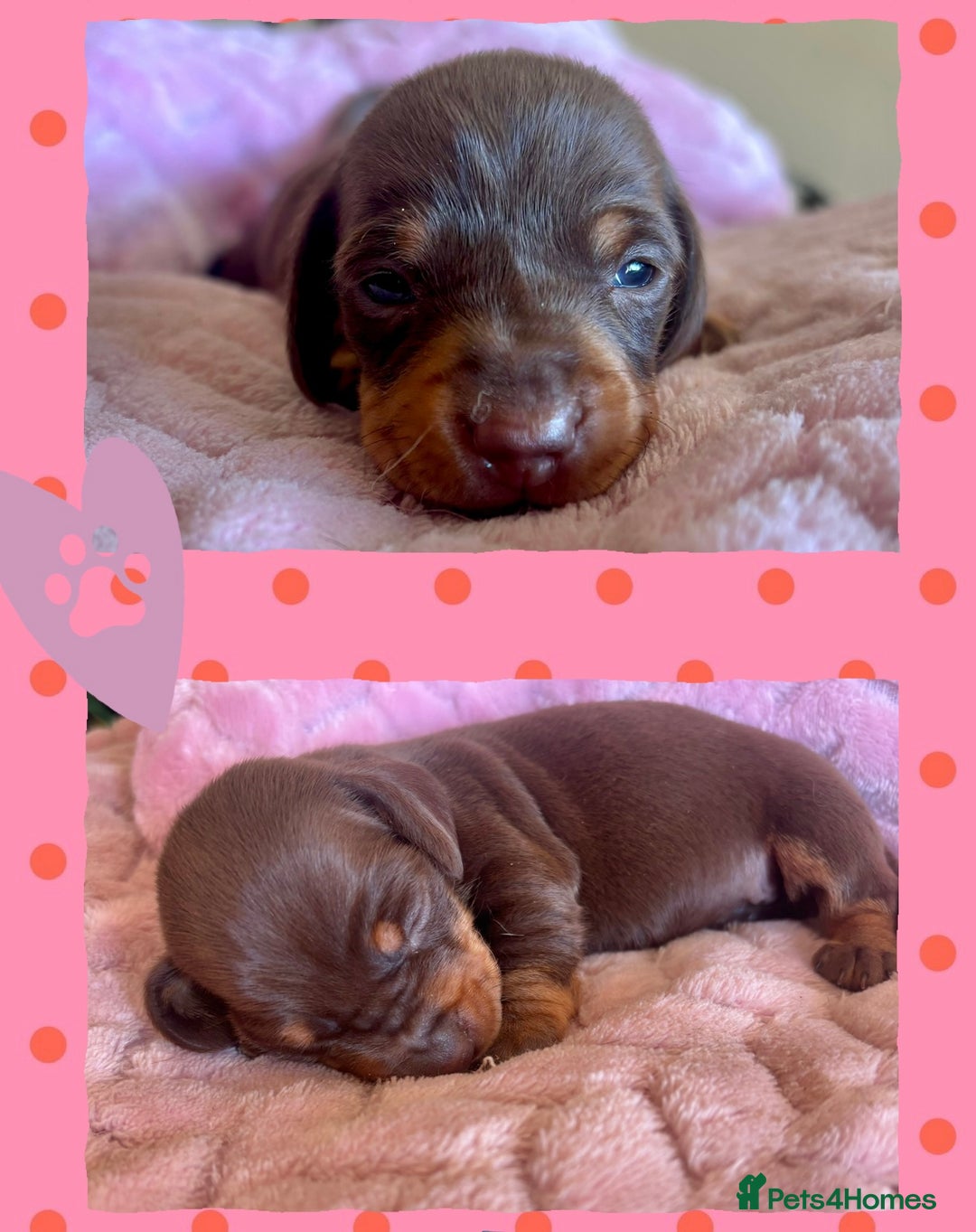Miniature Dachshund dogs for sale: BEAUTIFUL PRA CLEAR & KC REG MINIS - Advert 15