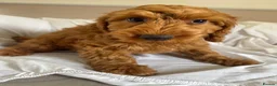 Cockapoo dogs for sale: Cockapoo puppies - Advert 4