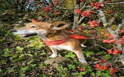 Mixed Breed dogs for adoption: 💖🐶 EVA 🐶💖 - Image 18