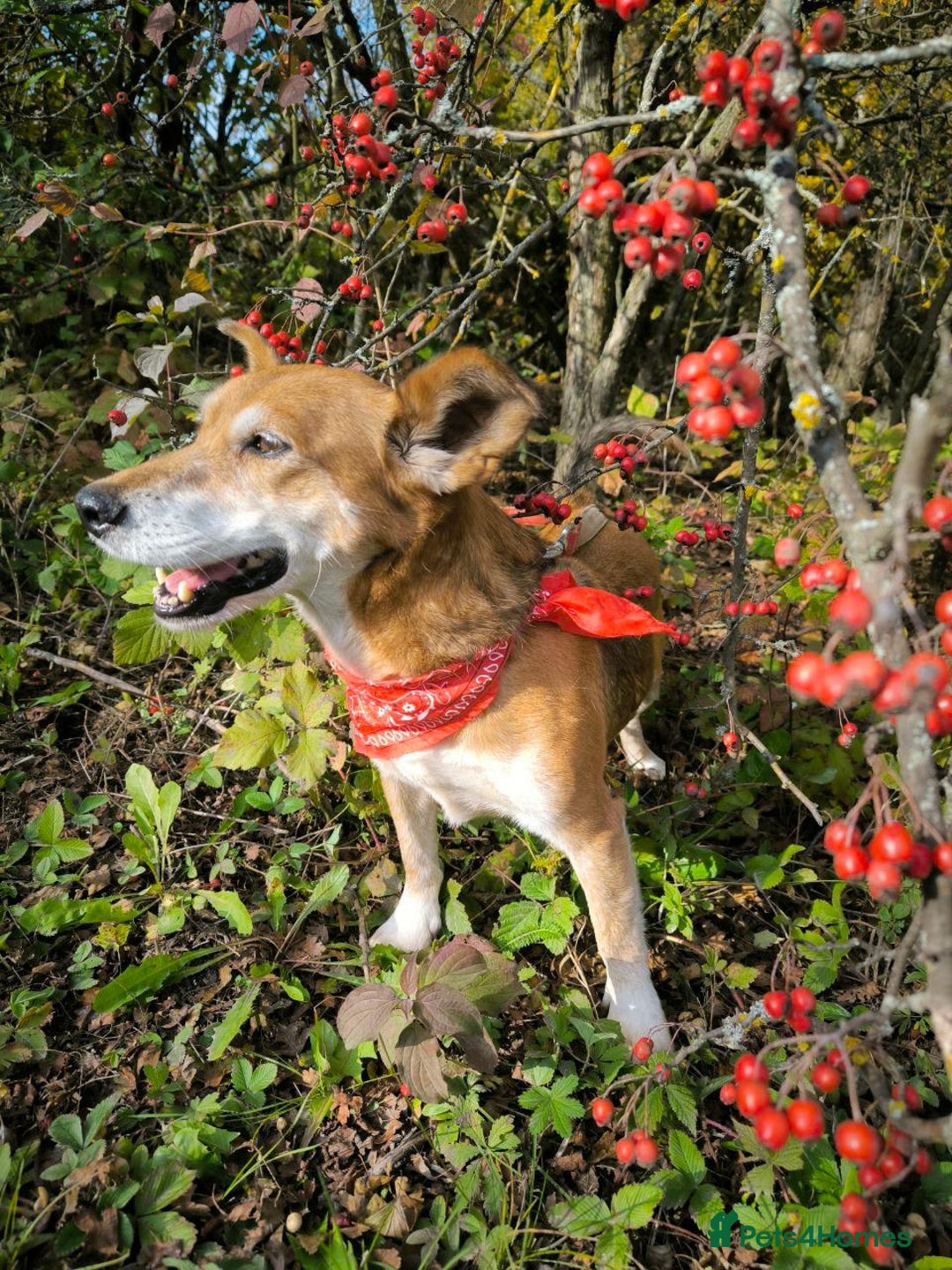 Mixed Breed dogs for adoption: 💖🐶 EVA 🐶💖 - Image 18