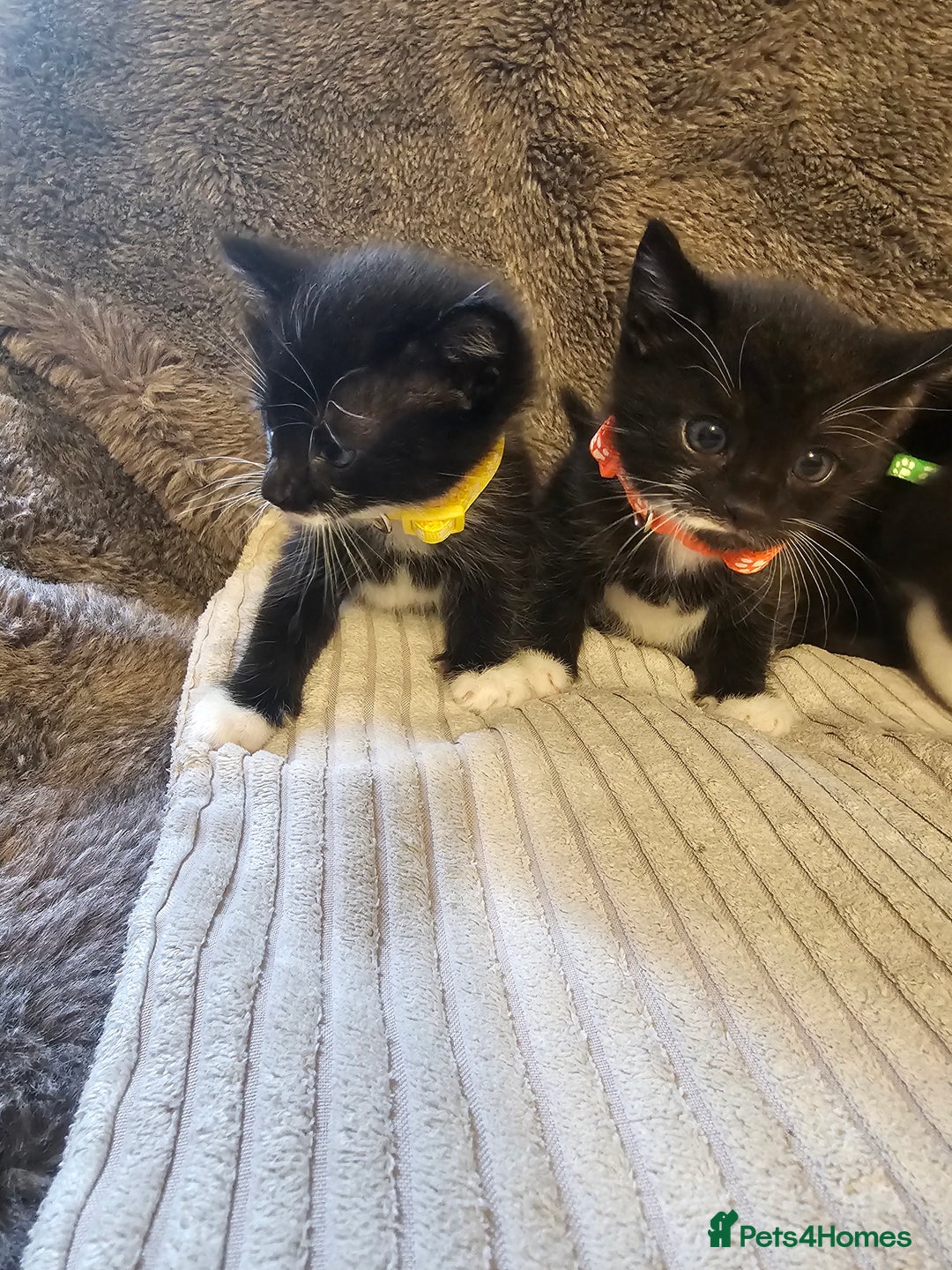 British Shorthair cats for sale: 4 beautiful fluffy kittens 4 weeks old  - Image 2