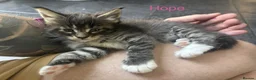 Maine Coon cats for sale: Tica Registered Stunning MaineCoon Kittens in Witney - Advert 20