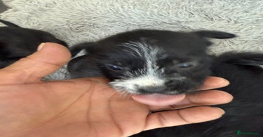 Glen of Imaal Terrier dogs - Advert 13