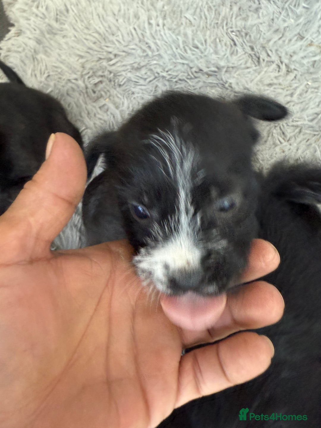 Glen of Imaal Terrier dogs for sale: Rare and beautiful  - Image 3