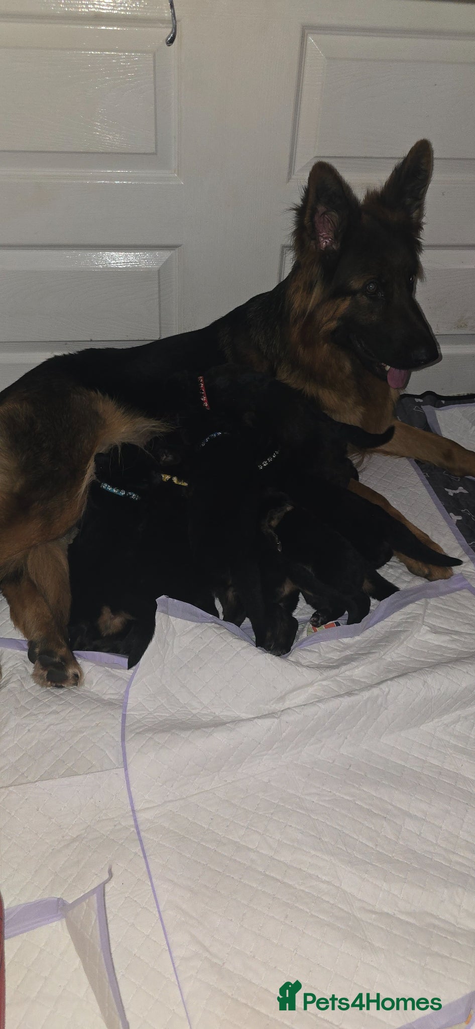 German Shepherd dogs Long haired German Shepherd puppies - Advert 1