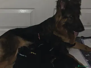 German Shepherd dogs Long haired German Shepherd puppies - Advert 2