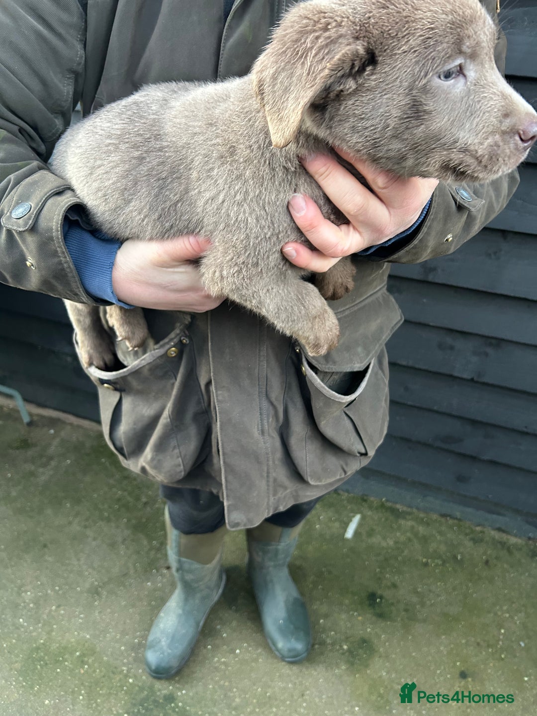 Labrador Retriever dogs for sale: Labrador puppies  - Advert 12