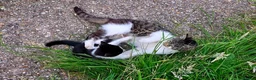 Mixed Breed cats for sale: Male kitten for sale - Advert 2