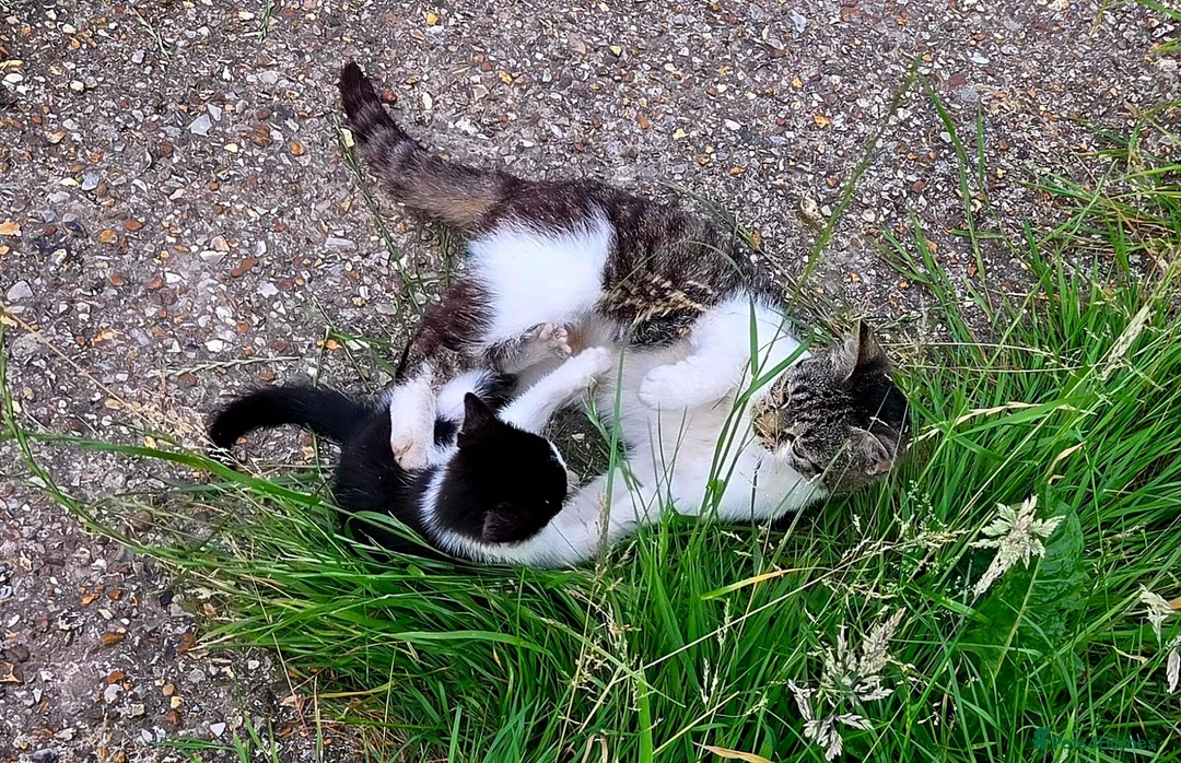 Mixed Breed cats for sale: Male kitten for sale - Advert 2