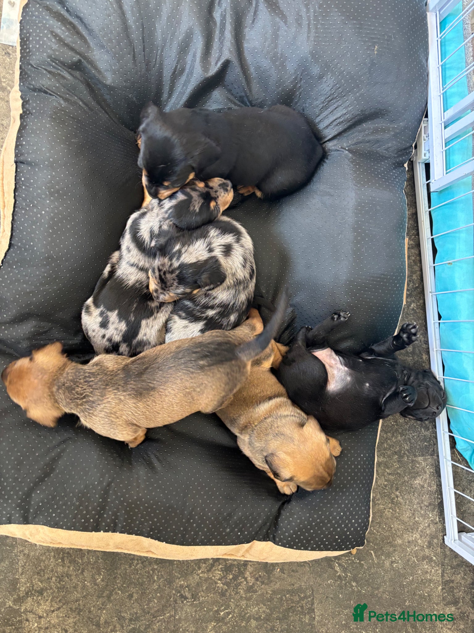 Mixed Breed dogs Ready in one week 😍Dachshund cross 😍 - Advert 10