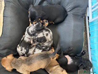 Mixed Breed dogs Ready in one week 😍Dachshund cross 😍 - Advert 10