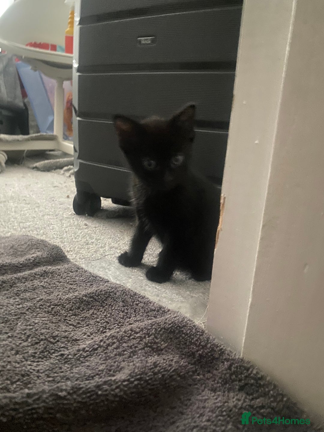 Mixed Breed cats for sale: 1 Kitty Left !  - Image 5