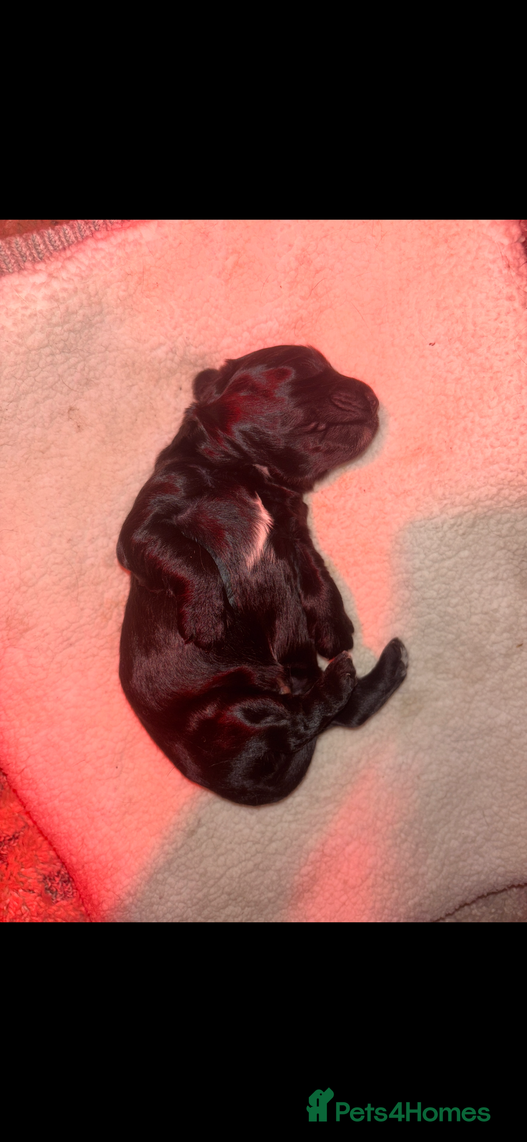 Sproodle dogs for sale: Beautiful Sproodle boy puppy - Advert 7