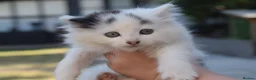 Mixed Breed cats for sale: 3 FLUFFIEST black & white kittens! 2 female 1 male - Advert 9