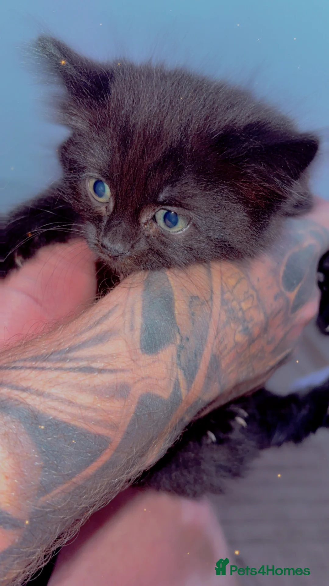 Mixed Breed cats for sale: 2 beautiful females kittens  - Advert 7