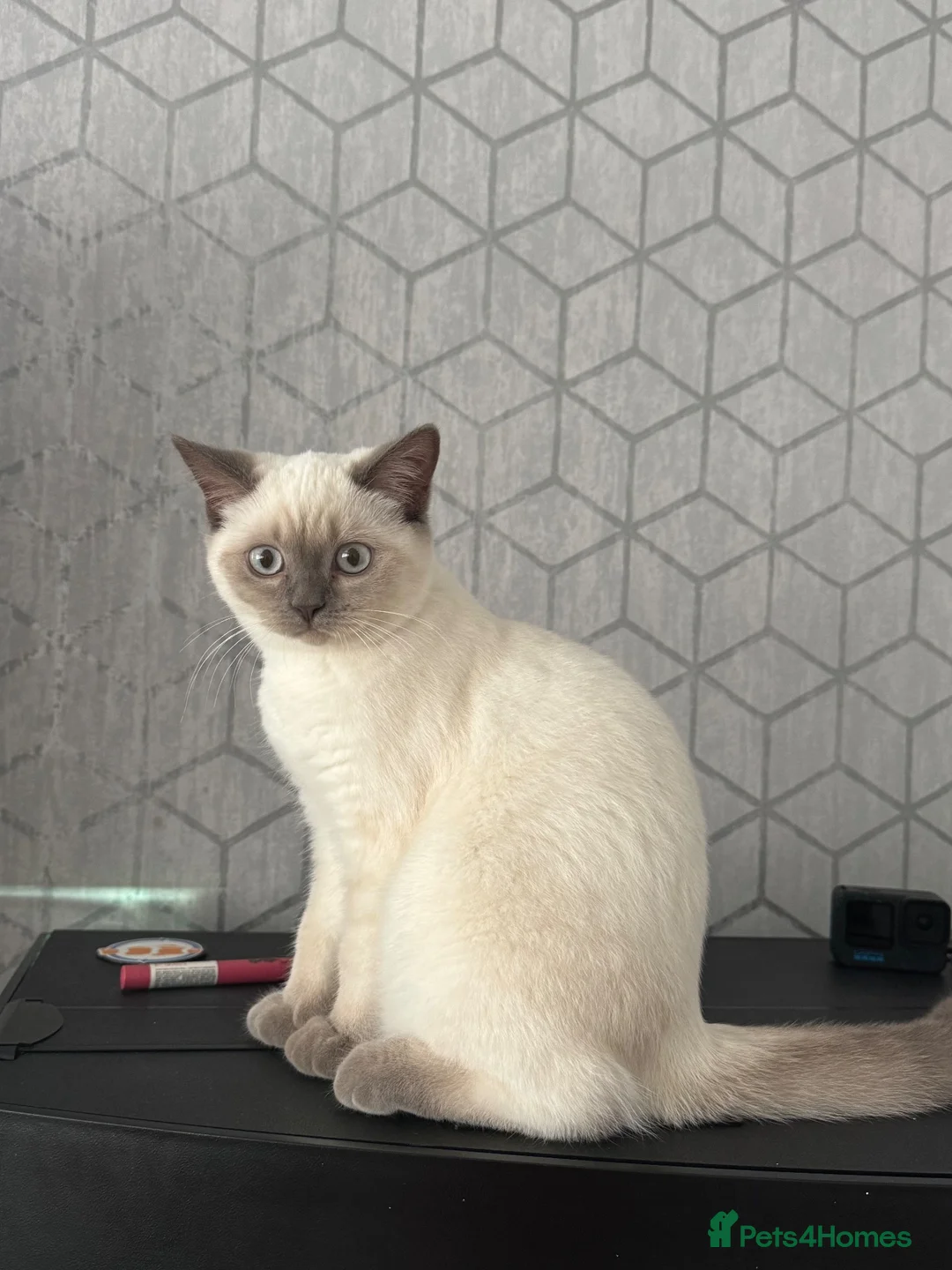 British Shorthair cats for sale: British Shorthair Silver Shaded Boy - Advert 2