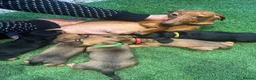 Miniature Dachshund dogs for sale: Beautiful puppies in Wisbech - Advert 6