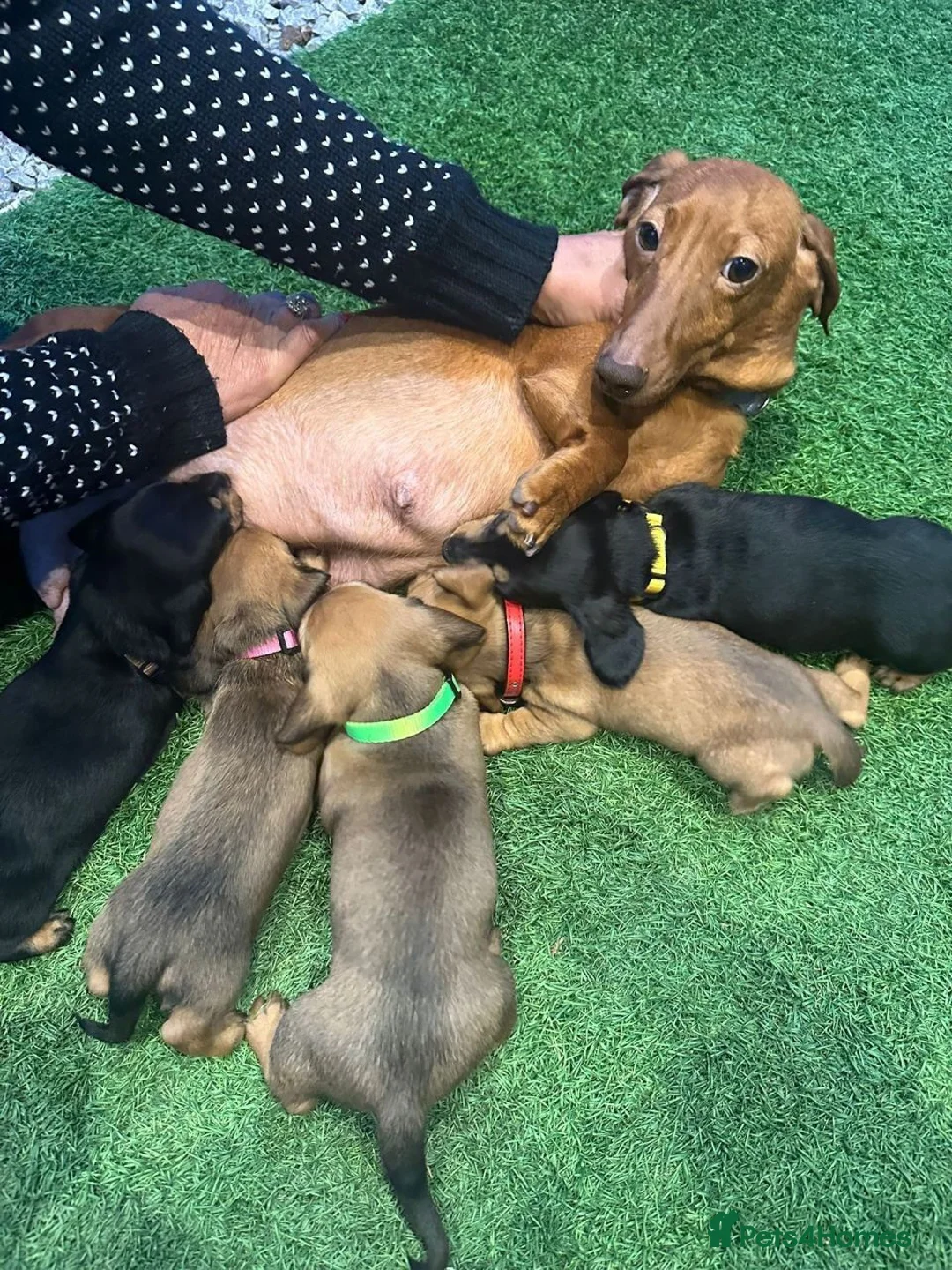 Miniature Dachshund dogs for sale: Beautiful puppies in Wisbech - Advert 6