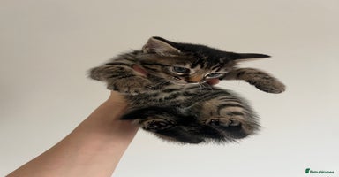Bengal cats - Advert 7