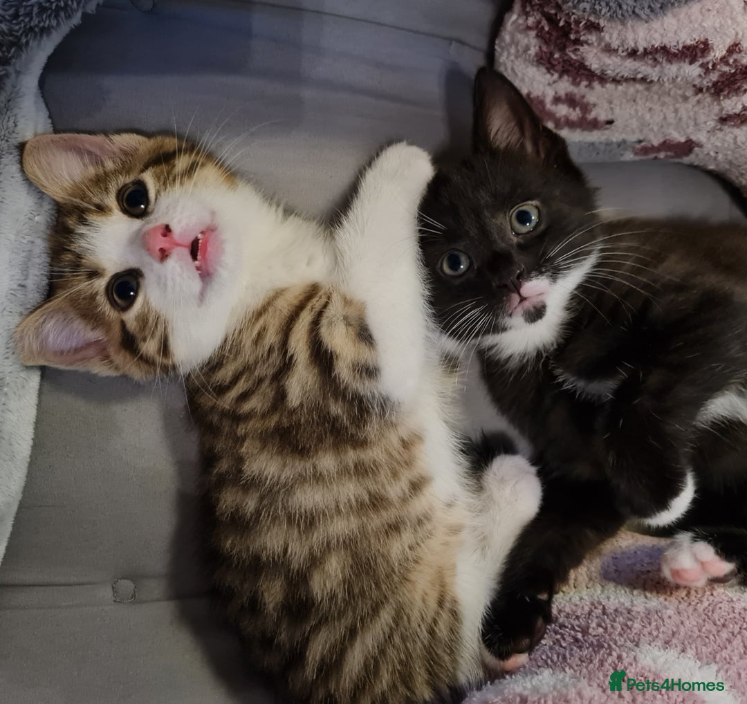 Mixed Breed cats for sale: 2 Beautiful little Boy kittens tabby & black white - Image 27
