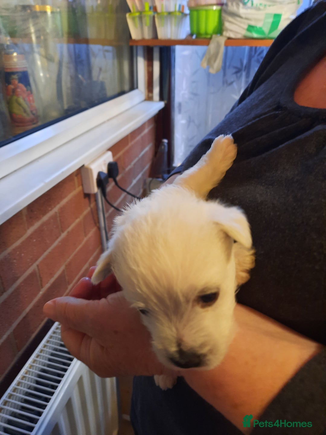 West Highland Terrier dogs for sale: BEAUTIFUL KC reg WESTIE PUPPIES - Image 2