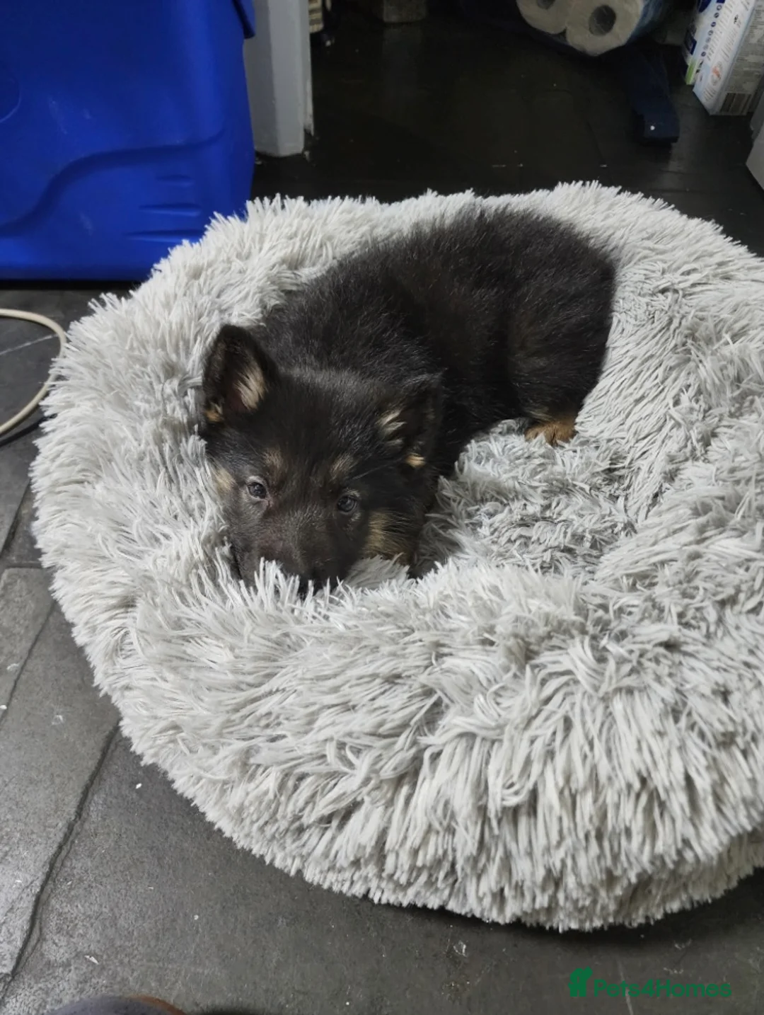 German Shepherd dogs for sale: 100% Healthy Pure Breed  German Shepherd Puppies  - Advert 20